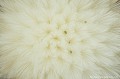 <br><br>Infrutescence
<br>Autre nom français de la Leuzée conifère : Pomme-de-pin
<br><br> Cette fleur est protégée de portée départementale :
<br>-  Liste des espèces végétales protégées en région Midi-Pyrénées : Articles 4 et 5
<br><br> Cette fleur est protégée de portée régionale :
<br>- Liste des espèces végétales protégées en région Limousin : Article 1
<br>- Liste des espèces végétales protégées en région Aquitaine : Article 1
<br><br>  