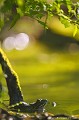 <center><font color="#FF9900">Photo sélectionnée en demi-finale du concours Saron Photo Nature 2012</font color="#FF9900"></center>
<br><br>Nom anglais : Edidle Frog
<br>La grenouille verte est la plus commune et la plus aquatique de nos grenouilles. Elle ne quitte presque jamais la proximité de l'eau. 
<br><br>Photo réalisée en France, dans l'Allier (Auvergne)
<br><br>
 Grenouille verte
Rana esculenta
Edidle frog
Allier
Auvergne
aquatique
mare
eau 
