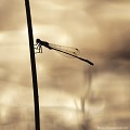 <br><br>Nom anglais de l'Agrion élégant : Blue-tailed Damselfly
<br>L'Agrion élégant se trouve sur la Liste Rouge mondiale de l'UICN (novembre 2011)
<br><br> Agrion élégant
Ischnura elegans
Blue-tailed Damselfly
Liste Rouge
UICN
 