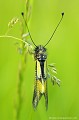 <br>L'Ascalaphe soufré est un Libelloides protégé de portée régionale : 
<br>- Liste des insectes protégés en région Île-de-France : Article 1
<br><br> Ascalaphe soufré
Libelloides coccajus 
protégée
 