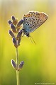 <br>Azuré de l'ajonc femelle sur une Lavande officinale de montagne
<br><br>Autres noms français de l'Azuré de l'ajonc : Petit argus, Argus bleu, Argus satiné, Argus bleu-violet ou tout simplement l'Argus.
<br>Nom anglais :  Silver-studded Blue
<br><br>Ce petit papillon se trouve sur la Liste Rouge des rhopalocères de France métropolitaine (2012)
<br><br> Azuré de l'ajonc
Petit argus
Argus bleu
Plebejus argus
Silver-studded Blue
Liste Rouge
papillon
rhopalocère
 