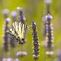 <br><br>Nom anglais du Flambé : Scarce Swallowtail
<br>Le Flambé se trouve sur la Liste Rouge des rhopalocères de France métropolitaine (2012)
<br><br>Ce papillon est protégé de portée régionale :
<br>- Liste des insectes protégés en région Île-de-France : Article 1
<br><br> Flambé
Iphiclides podalirius
Scarce Swallowtail
papillon
Liste Rouge
protégé
rhopalocère
 