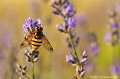<br>Cette Syrphe est une Volucelle vide. Vue de dessus, elle mesure 14 à16 mm. Posée sur de la Lavande sauvage (lavande officinale), la Volucelle vide fréquente les alpages pendant la belle saison. 
<br><br> Volucelle vide
Volucella inanis
Syrphe
Lavande officinale
alpages
belle saison
 
