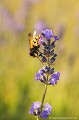 <br>Volucelle vide femelle
<br>On aperçoit facilement l'organe buccal en forme de trompe de la syrphe. Il lui permet d'aspirer le nectar des fleurs, ici une Lavande sauvage (lavande officinale) dans un alpage. 
<br><br> Volucelle vide
Volucella inanis
syrphe
femelle
organe buccal
nectar
fleurs
lavande officinale
alpage
 