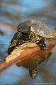<br><br>Nom anglais : European pond turtle
<br><br>Photo réalisée en France, dans l'Allier (Auvergne)<br><br> Cistude d'Europe
Emys orbicularis
European pond turtle
France
Allier
Auvergne 