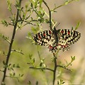 <br><br>Le Proserpine est classé comme espèce menacée de disparition (Vulnérable) sur la Liste Rouge des insectes de France métropolitaine
<br>Il se trouve sur la Liste Rouge des rhopalocères de France métropolitaine (2012) 
<br><br>Ce papillon est protégé de portée nationale :
<br>- Liste des insectes protégés sur l’ensemble du territoire : Article 3
<br><br> Proserpine
Zerynthia rumina
papillon
Liste rouge
insecte
protégé
espèce menacée
Vulnérable
France 