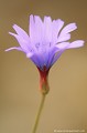 <br><br>Noms anglais : Blue Lettuce ou Perennial lettuce
<br>Coléoptère Anthaxia hungarica mâle sur une fleur de Laitue vivace

<br><br>En France, la Laitue vivace est protégée de portée régionale :
<br>- Liste des espèces végétales protégées en région Aquitaine : Article 1
<br>Cette plante se trouve sur la Liste Rouge mondiale de l'UICN (Novembre 2012) 
<br><br> Laitue vivace
Lactuca perennis
Blue Lettuce
protégée
plante
végétale
UICN
France 