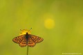 <br><br>Autres noms français du Damier de la Succise : L' Artémis, le Damier printanier, le Damier des marais, la Mélitée des marais ou encore la Mélitée de la Scabieuse.
<br>Nom anglais : Marsh Fritillary
<br><br>Ce petit papillon est classé comme espèce menacée de disparition (En danger) sur la Liste Rouge des insectes de France métropolitaine
<br>Il se trouve sur la Liste Rouge des rhopalocères de France métropolitaine (2012)

<br><br>Le Damier de la Succise est protégé :
<br>De portée nationale :
<br>- Liste des insectes protégés sur l’ensemble du territoire : Article 3
<br><br>De portée communautaire : 
<br>- Directive 92/43/CEE (Directive européenne dite Directive Habitats-Faune-Flore) : Annexe II
<br><br>De portée internationale : 
<br>- Convention relative à la conservation de la vie sauvage et du milieu naturel de l'Europe (Convention de Berne) : Annexe II
<br><br>Photo réalisée en France, dans l'Allier (Auvergne)<br><br> Damier de la Succise
Euphydryas aurinia
Marsh Fritillary
papillon
rhopalocère
Insecte
Liste Rouge
menacé
En danger
protégé 