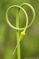 <br><br>Nom anglais : Meadow Salsify
<br><br> Salsifis des prés
Tragopogon pratensis
Meadow Salsify
Salsifis 