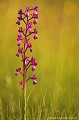 <br><br>L'Orchis à fleurs lâches se trouve sur la Liste Rouge européenne de l'UICN (2012).
<br>Elle est classé comme espèce menacée de disparition sur la Liste Rouge des orchidées de France métropolitaine (2009)  
<br><br>Cette fleur est protégée de portée communautaire :
<br>- Application de la Convention sur le commerce international des espèces de faune et de flore sauvages menacées d'extinction (CITES) (Convention de Washington) au sein de l'Union européenne : Annexe B 
<br>- Suspension de l'introduction dans l'Union européenne de spécimens de certaines espèces de faune et de flore sauvages : Article premier
<br><br>Cette fleur est protégée de portée départementale :
<br>- Liste des espèces végétales protégées en région Aquitaine : Article 3
<br><br>Cette fleur est protégée de portée régionale : 
<br>- Liste des espèces végétales protégées en région Champagne-Ardenne : Article 1
<br>- Liste des espèces végétales protégées en région Bourgogne : Article 1
<br>- Liste des espèces végétales protégées en région Centre : Article 1
<br>- Liste des espèces végétales protégées en région Provence-Alpes-Côte-d'Azur : Article 1
<br>- Liste des espèces végétales protégées en région Franche-Comté : Article 1
<br>- Liste des espèces végétales protégées en région Rhône-Alpes : Article 1
<br><br> Orchis
Orchis à fleurs lâches
Anacamptis laxiflora
fleur
orchidée
Liste Rouge
protégée
flore sauvage
menacée de disparition
France 