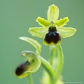 <br><br>Autres noms français de l'Ophrys petite araignée : Ophrys litigieux ou Ophrys araignée précoce
<br>L'Ophrys petite araignée se trouve sur la Liste Rouge des orchidées de France métropolitaine (2009)
<br><br>Cette fleur est protégée de portée communautaire :
<br>Application de la Convention sur le commerce international des espèces de faune et de flore sauvages menacées d'extinction (CITES) (Convention de Washington) au sein de l'Union européenne : Annexe B 
<br><br>Cette fleur est protégée de portée régionale : 
<br>- Liste des espèces végétales protégées en région Île-de-France : Article 1
<br>- Liste des espèces végétales protégées en région Centre : Article 1
<br>- Liste des espèces végétales protégées en région Haute-Normandie : Article 1
<br>- Liste des espèces végétales protégées en région Basse-Normandie : Article 1
<br><br> Ophrys
Ophrys petite araignée
Ophrys araneola
fleur
orchidée
Liste Rouge
protégée
flore sauvage
menacée d’extinction
France 