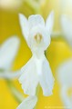 <br><br>Orchis à fleurs lâches de forme blanche
<br>L'Orchis à fleurs lâches se trouve sur la Liste Rouge européenne de l'UICN (2012).
<br>Elle est classé comme espèce menacée de disparition sur la Liste Rouge des orchidées de France métropolitaine (2009) 
<br><br>Cette fleur est protégée de portée communautaire :
<br>- Application de la Convention sur le commerce international des espèces de faune et de flore sauvages menacées d'extinction (CITES) (Convention de Washington) au sein de l'Union européenne : Annexe B 
<br>- Suspension de l'introduction dans l'Union européenne de spécimens de certaines espèces de faune et de flore sauvages : Article premier
<br><br>Cette fleur est protégée de portée départementale :
<br>- Liste des espèces végétales protégées en région Aquitaine : Article 3
<br><br>Cette fleur est protégée de portée régionale : 
<br>- Liste des espèces végétales protégées en région Champagne-Ardenne : Article 1
<br>- Liste des espèces végétales protégées en région Bourgogne : Article 1
<br>- Liste des espèces végétales protégées en région Centre : Article 1
<br>- Liste des espèces végétales protégées en région Provence-Alpes-Côte-d'Azur : Article 1
<br>- Liste des espèces végétales protégées en région Franche-Comté : Article 1
<br>- Liste des espèces végétales protégées en région Rhône-Alpes : Article 1
<br><br> Orchis blanche
Orchis à fleurs lâches
Anacamptis laxiflora
fleur
orchidée
Liste Rouge
protégée
flore sauvage
menacée de disparition
France 