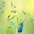 <br><br>Autres noms français de ce papillon : Procris de l'Oseille ou Turquoise de la Sarcille
<br>Nom anglais : Forester
<br><br> Zygène turquoise
Adscita statices
Procris de l'Oseille 
Turquoise de la Sarcille
Forester
papillon
français 