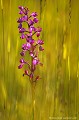 <br><br>L'Orchis à fleurs lâches se trouve sur la Liste Rouge européenne de l'UICN (2012).
<br>Elle est classé comme espèce menacée de disparition sur la Liste Rouge des orchidées de France métropolitaine (2009)  
<br><br>Cette fleur est protégée de portée communautaire :
<br>- Application de la Convention sur le commerce international des espèces de faune et de flore sauvages menacées d'extinction (CITES) (Convention de Washington) au sein de l'Union européenne : Annexe B 
<br>- Suspension de l'introduction dans l'Union européenne de spécimens de certaines espèces de faune et de flore sauvages : Article premier
<br><br>Cette fleur est protégée de portée départementale :
<br>- Liste des espèces végétales protégées en région Aquitaine : Article 3
<br><br>Cette fleur est protégée de portée régionale : 
<br>- Liste des espèces végétales protégées en région Champagne-Ardenne : Article 1
<br>- Liste des espèces végétales protégées en région Bourgogne : Article 1
<br>- Liste des espèces végétales protégées en région Centre : Article 1
<br>- Liste des espèces végétales protégées en région Provence-Alpes-Côte-d'Azur : Article 1
<br>- Liste des espèces végétales protégées en région Franche-Comté : Article 1
<br>- Liste des espèces végétales protégées en région Rhône-Alpes : Article 1
<br><br> Orchis
Orchis à fleurs lâches
Anacamptis laxiflora
fleur
orchidée
Liste Rouge
protégée
flore sauvage
menacée de disparition
France 