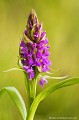 <br><br>Autre nom français de L'Orchis de mai : Dactylorhize de mai
<br><br>L'Orchis de mai se trouve sur la Liste Rouge européenne de l'UICN (2012)
<br>Elle est classé comme espèce quasi menacée de disparition sur la Liste Rouge des orchidées de France métropolitaine (2009)
<br><br>Cette fleur est protégée de portée communautaire :
<br>- Application de la Convention sur le commerce international des espèces de faune et de flore sauvages menacées d'extinction (CITES) (Convention de Washington) au sein de l'Union européenne : Annexe B 
<br><br>Cette fleur est protégée de portée régionale : 
<br>- Liste des espèces végétales protégées en Bretagne : Article 1
<br>- Liste des espèces végétales protégées en région Haute-Normandie : Article 1
<br>- Liste des espèces végétales protégées en région Centre : Article 1
<br><br> Orchis
Orchis de mai
Dactylorhiza majalis
fleur
orchidée
Liste Rouge
protégée
flore sauvage
menacée de disparition
France 