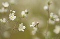 <br><br>L'Omphalodès à feuilles de lin est classée comme espèce menacée de disparition sur la Liste Rouge de la Flore vasculaire de France métropolitaine (2012)
<br>Cette petite fleur sauvage est également sur le Livre Rouge de la flore menacée de France - Tome I : espèces prioritaires (1995)
<br><br> Omphalodès à feuilles de lin
Omphalodes linifolia
Omphalodes
menacée de disparition
Liste Rouge
flore
fleur sauvage
menacée
espèce prioritaire
France
 