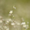 <br><br>L'Omphalodès à feuilles de lin est classée comme espèce menacée de disparition sur la Liste Rouge de la Flore vasculaire de France métropolitaine (2012)
<br>Cette petite fleur sauvage est également sur le Livre Rouge de la flore menacée de France - Tome I : espèces prioritaires (1995)
<br><br> Omphalodès à feuilles de lin
Omphalodes linifolia
Omphalodes
menacée de disparition
Liste Rouge
flore
fleur sauvage
menacée
espèce prioritaire
France
 