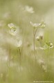 <br><br>L'Omphalodès à feuilles de lin est classée comme espèce menacée de disparition sur la Liste Rouge de la Flore vasculaire de France métropolitaine (2012)
<br>Cette petite fleur sauvage est également sur le Livre Rouge de la flore menacée de France - Tome I : espèces prioritaires (1995)
<br><br> Omphalodès à feuilles de lin
Omphalodes linifolia
Omphalodes
menacée de disparition
Liste Rouge
flore
fleur sauvage
menacée
espèce prioritaire
France
 
