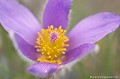 <br><br>Autre nom français de la Pulsatille de Haller : Anémone de Haller
<br>Cette fleur est protégée de portée nationale :
<br><br>- Liste des espèces végétales protégées sur l'ensemble du territoire français : Articles 1 et 3
<br><br> Pulsatille de Haller
Pulsatille
Pulsatilla halleri
Anémone de Haller
Anémone
fleur
protégée
français 