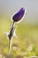 <br><br>Autre nom français de la Pulsatille de Haller : Anémone de Haller
<br>Cette fleur est protégée de portée nationale :
<br><br>- Liste des espèces végétales protégées sur l'ensemble du territoire français : Articles 1 et 3
<br><br> Pulsatille de Haller
Pulsatille
Pulsatilla halleri
Anémone de Haller
Anémone
fleur
protégée
français 
