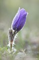 <br><br>Autre nom français de la Pulsatille de Haller : Anémone de Haller
<br>Cette fleur est protégée de portée nationale :
<br><br>- Liste des espèces végétales protégées sur l'ensemble du territoire français : Articles 1 et 3
<br><br> Pulsatille de Haller
Pulsatille
Pulsatilla halleri
Anémone de Haller
Anémone
fleur
protégée
français 