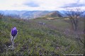 <br><br>Autre nom français de la Pulsatille de Haller : Anémone de Haller
<br>Cette fleur est protégée de portée nationale :
<br><br>- Liste des espèces végétales protégées sur l'ensemble du territoire français : Articles 1 et 3
<br><br> Pulsatille de Haller
Pulsatille
Pulsatilla halleri
Anémone de Haller
Anémone
fleur
protégée
français 