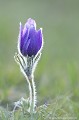 <br><br>Autre nom français de la Pulsatille de Haller : Anémone de Haller
<br>Cette fleur est protégée de portée nationale :
<br><br>- Liste des espèces végétales protégées sur l'ensemble du territoire français : Articles 1 et 3
<br><br> Pulsatille de Haller
Pulsatille
Pulsatilla halleri
Anémone de Haller
Anémone
fleur
protégée
français 