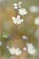 <br><br>L'Omphalodès à feuilles de lin est classée comme espèce menacée de disparition sur la Liste Rouge de la Flore vasculaire de France métropolitaine (2012)
<br>Cette petite fleur sauvage est également sur le Livre Rouge de la flore menacée de France - Tome I : espèces prioritaires (1995)
<br><br> Omphalodès à feuilles de lin
Omphalodes linifolia
Omphalodes
menacée de disparition
Liste Rouge
flore
fleur sauvage
menacée
espèce prioritaire
France
 