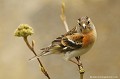 <br><br>Nom anglais du Pinson du Nord : Brambling
<br>Femelle
<br><br>Depuis 2011, le Pinson du Nord est inscrit sur la<a target="_blank" href="http://inpn.mnhn.fr/espece/listerouge/FR/Oiseaux_nicheurs_metropole"><font color="red"> Liste Rouge</font> des oiseaux non nicheurs de France métropolitaine</a target="_blank" href="http://inpn.mnhn.fr/espece/listerouge/FR/Oiseaux_nicheurs_metropole"> et 
il se trouve  (<font color="#33FF33">LC</font color="#33FF33">) sur la<a target="_blank" href="http://inpn.mnhn.fr/espece/listerouge/W"> <font color="red">Liste Rouge</font> mondiale de l'UICN </a target="_blank" href="http://inpn.mnhn.fr/espece/listerouge/W">(Union Internationale pour la Conservation de la Nature) revue en 2012.
<br><br>Le Pinson du Nord est protégé de portée :
<br><li><b>Internationale</b> :<a target="_blank" href="http://conventions.coe.int/Treaty/fr/Treaties/Html/104.htm"> <u>Convention de Berne : Annexe III</u></a target="_blank" href="http://conventions.coe.int/Treaty/fr/Treaties/Html/104.htm"> 
<br><li><b>Nationale</b> : <a target="_blank" href="http://legifrance.gouv.fr/affichTexte.do?cidTexte=JORFTEXT000021384277"><u>Oiseaux protégés - Article 3</u></a target="_blank" href="http://legifrance.gouv.fr/affichTexte.do?cidTexte=JORFTEXT000021384277">
<br><br>Photo réalisée en France, dans l'Allier (Auvergne)
<br><br> Pinson du Nord
Fringilla monifringilla
Branbling
Liste Rouge
INPN
protégé
oiseau
Allier
Auvergne
France 
