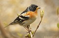 <br><br>Nom anglais du Pinson du Nord : Brambling
<br>Mâle
<br><br>Depuis 2011, le Pinson du Nord est inscrit sur la<a target="_blank" href="http://inpn.mnhn.fr/espece/listerouge/FR/Oiseaux_nicheurs_metropole"><font color="red"> Liste Rouge</font> des oiseaux non nicheurs de France métropolitaine</a target="_blank" href="http://inpn.mnhn.fr/espece/listerouge/FR/Oiseaux_nicheurs_metropole"> et 
il se trouve  (<font color="#33FF33">LC</font color="#33FF33">) sur la<a target="_blank" href="http://inpn.mnhn.fr/espece/listerouge/W"> <font color="red">Liste Rouge</font> mondiale de l'UICN </a target="_blank" href="http://inpn.mnhn.fr/espece/listerouge/W">(Union Internationale pour la Conservation de la Nature) revue en 2012.
<br><br>Le Pinson du Nord est protégé de portée :
<br><li><b>Internationale</b> :<a target="_blank" href="http://conventions.coe.int/Treaty/fr/Treaties/Html/104.htm"> <u>Convention de Berne : Annexe III</u></a target="_blank" href="http://conventions.coe.int/Treaty/fr/Treaties/Html/104.htm"> 
<br><li><b>Nationale</b> : <a target="_blank" href="http://legifrance.gouv.fr/affichTexte.do?cidTexte=JORFTEXT000021384277"><u>Oiseaux protégés - Article 3</u></a target="_blank" href="http://legifrance.gouv.fr/affichTexte.do?cidTexte=JORFTEXT000021384277">
<br><br>Photo réalisée en France, dans l'Allier (Auvergne)
<br><br> Pinson du Nord
Fringilla monifringilla
Branbling
Liste Rouge
INPN
protégé
oiseau
Allier
Auvergne
France 