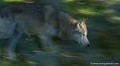 <br><br>Contrairement à certaines idées reçues, le Loup italien (Canis lupus italicus) n'a pas été réintroduit en France. C'est par l'Italie qu'il est revenu tout naturellement il y a une vingtaine d'année.
<br>Il se trouve sur la Liste Rouge des mammifères continentaux de France métropolitaine  dans la catégorie "Espèces menacées de disparition". De ce fait, il est bon de rappeler les engagements pris par la France pour la protection de celui-ci :
<br><br>Le Loup est protégé : 
<br>- De portée Internationale. Il est inscrit dans la Convention de Washington (CITES)
<br>- De portée Communautaire. 
<br>          - 1) Il fait partie des espèces prioritaires de la Directive Habitats-Faune-Flore : Annexes II et IV 
<br>          - 2) Par l'Annexe II de la Convention de Berne (relative à la conservation de la vie sauvage et du milieu naturel de l'Europe)
<br>                signée par l’État français en 1993.
<br>- De portée nationale. Il se trouve à l'Article 2 de la Liste des mammifères terrestres protégés sur l'ensemble du territoire français.
<br><br>Que nous dit entre autre cet article ?
<br>Il stipule que :
<br><br>I. - Sont interdits sur tout le territoire métropolitain et en tout temps la destruction, la mutilation, la capture ou l'enlèvement, la perturbation intentionnelle des animaux dans le milieu naturel.
<br><br>Aujourd'hui, la France se rend une fois de plus hors-la-loi. 

<br><br> Loup gris
Canis lupus
Louve "alpha"
tuée
tir de prélèvement
couple "alpha"
meute
5 louveteaux
l'état
 