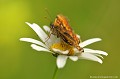 <br><br>Autre nom français : Damier Athalie
<br>Nom anglais de la Mélitée du Mélampyre : Heath Fritillary
<br><br>Ce petit papillon se trouve sur la Liste Rouge européenne de l'UICN (2012) et sur la Liste Rouge des rhopalocères de France métropolitaine (2012) 
<br><br>La Mélitée du Mélampyre est protégée de portée régionale :
<br>- Liste des insectes protégés en région Île-de-France : Article 1
<br><br>Photo réalisée en France, dans l'Allier (Auvergne)<br><br> Mélitée du Mélampyre
Melitaea athalia
Heath Fritillary
petit papillon
Liste rouge
rhopalocères
Insecte
Auvergne
France 