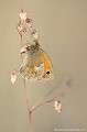 <br><br>Nom anglais du Fadet commun : Small Heath
<br>Autres noms français : Le Procris , le Petit Papillon des foins ou encore le Pamphile.
<br>Le Fadet commun se trouve sur la Liste Rouge des rhopalocères de France métropolitaine (2012) et sur la Liste Rouge européenne de l'UICN (2012). 
<br><br> Fadet commun
Le Procris
Pamphile
Coenonympha pamphilus
Small Heath
Liste Rouge
Papillon
rhopalocères
France
UICN 