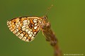 <br><br>Autre nom français : Damier Athalie
<br>Nom anglais de la Mélitée du Mélampyre : Heath Fritillary
<br><br>Ce petit papillon se trouve sur la Liste Rouge européenne de l'UICN (2012) et sur la Liste Rouge des rhopalocères de France métropolitaine (2012) 
<br><br>La Mélitée du Mélampyre est protégée de portée régionale :
<br>- Liste des insectes protégés en région Île-de-France : Article 1
<br><br>Photo réalisée en France, dans l'Allier (Auvergne)<br><br>
 Mélitée du Mélampyre
Melitaea athalia
Heath Fritillary
petit papillon
Liste rouge
rhopalocères
Insecte
Auvergne
France 