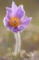 <br><br>Autre nom français de la Pulsatille de Haller : Anémone de Haller
<br>Cette fleur est protégée de portée nationale :
<br><br>- Liste des espèces végétales protégées sur l'ensemble du territoire français : Articles 1 et 3
<br><br> Pulsatille de Haller
Pulsatille
Pulsatilla halleri
Anémone de Haller
Anémone
fleur
protégée
français 