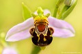 <br><br>L'Ophrys abeille se trouve sur la Liste Rouge européenne de l'UICN (2012).
<br>Elle est également sur la Liste Rouge des orchidées de France métropolitaine (2009)
<br><br>Cette  fleur est protégée de portée communautaire :
<br>Application de la Convention sur le commerce international des espèces de faune et de flore sauvages menacées d'extinction (CITES) (Convention de Washington) au sein de l'Union européenne : Annexe B
<br><br>Cette fleur est protégée de portée régionale :
<br>- Liste des espèces végétales protégées en région Franche-Comté : Article 1
<br>- Liste des espèces végétales protégées en région Auvergne : Article 1
<br>- Liste des espèces végétales protégées en région Picardie : Article 1
<br>- Liste des espèces végétales protégées en région Nord-Pas-de-Calais : Article 1
<br>- Liste des espèces végétales protégées en Bretagne : Article 1
<br><br> Ophrys
Ophrys abeille
Ophrys apifera
fleur
orchidée
Liste Rouge
protégée
flore sauvage
menacée d’extinction
France 
