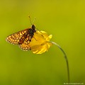 <br><br>Autres noms français du Damier de la Succise : L' Artémis, le Damier printanier, le Damier des marais, la Mélitée des marais ou encore la Mélitée de la Scabieuse.
<br>Nom anglais : Marsh Fritillary
<br><br>Ce petit papillon est classé comme espèce menacée de disparition (En danger) sur la Liste Rouge des insectes de France métropolitaine
<br>Il se trouve sur la Liste Rouge des rhopalocères de France métropolitaine (2012)

<br><br>Le Damier de la Succise est protégé :
<br>De portée nationale :
<br>- Liste des insectes protégés sur l’ensemble du territoire : Article 3
<br><br>De portée communautaire : 
<br>- Directive 92/43/CEE (Directive européenne dite Directive Habitats-Faune-Flore) : Annexe II
<br><br>De portée internationale : 
<br>- Convention relative à la conservation de la vie sauvage et du milieu naturel de l'Europe (Convention de Berne) : Annexe II
<br><br>Photo réalisée en France, dans l'Allier (Auvergne)<br><br> Damier de la Succise
Euphydryas aurinia
Marsh Fritillary
papillon
rhopalocère
Insecte
Liste Rouge
menacé
En danger
protégé 