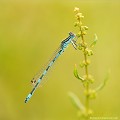 <br><br>Nom anglais de l'Agrion de Mercure : Southern Damselfly
<br>Agrion de Mercure mâle
<br><br> Depuis 1994, ce petit agrion est inscrit comme Espèce menacée (E) sur la Liste Rouge des insectes de France métropolitaine
<br>Il est classé comme espèce "Quasi menacée" sur la Liste Rouge européenne de l'UICN et sur la Liste Rouge mondiale de l'UICN (2012) 
<br><br>L'Agrion de Mercure est protégé :
<br>De portée nationale :
<br>- Liste des insectes protégés sur l’ensemble du territoire : Article 3 
<br><br>De portée communautaire :
<br>- Directive 92/43/CEE (Directive européenne dite Directive Habitats-Faune-Flore) : Annexe II
<br><br>De portée internationale :
<br>- Convention relative à la conservation de la vie sauvage et du milieu naturel de l'Europe (Convention de Berne) : Annexe II
<br><br>  