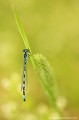 <br><br>Nom anglais de l'Agrion de Mercure : Southern Damselfly
<br>Agrion de Mercure mâle
<br><br> Depuis 1994, ce petit agrion est inscrit comme Espèce menacée (E) sur la Liste Rouge des insectes de France métropolitaine
<br>Il est classé comme espèce "Quasi menacée" sur la Liste Rouge européenne de l'UICN et sur la Liste Rouge mondiale de l'UICN (2012) 
<br><br>L'Agrion de Mercure est protégé :
<br>De portée nationale :
<br>- Liste des insectes protégés sur l’ensemble du territoire : Article 3 
<br><br>De portée communautaire :
<br>- Directive 92/43/CEE (Directive européenne dite Directive Habitats-Faune-Flore) : Annexe II
<br><br>De portée internationale :
<br>- Convention relative à la conservation de la vie sauvage et du milieu naturel de l'Europe (Convention de Berne) : Annexe II
<br><br>  
