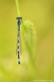 <br><br>Nom anglais de l'Agrion de Mercure : Southern Damselfly
<br>Agrion de Mercure mâle
<br><br> Depuis 1994, ce petit agrion est inscrit comme Espèce menacée (E) sur la Liste Rouge des insectes de France métropolitaine
<br>Il est classé comme espèce "Quasi menacée" sur la Liste Rouge européenne de l'UICN et sur la Liste Rouge mondiale de l'UICN (2012) 
<br><br>L'Agrion de Mercure est protégé :
<br>De portée nationale :
<br>- Liste des insectes protégés sur l’ensemble du territoire : Article 3 
<br><br>De portée communautaire :
<br>- Directive 92/43/CEE (Directive européenne dite Directive Habitats-Faune-Flore) : Annexe II
<br><br>De portée internationale :
<br>- Convention relative à la conservation de la vie sauvage et du milieu naturel de l'Europe (Convention de Berne) : Annexe II
<br><br>  