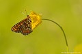 <br><br>Autres noms français du Damier de la Succise : L' Artémis, le Damier printanier, le Damier des marais, la Mélitée des marais ou encore la Mélitée de la Scabieuse.
<br>Nom anglais : Marsh Fritillary
<br><br>Ce petit papillon est classé comme espèce menacée de disparition (En danger) sur la Liste Rouge des insectes de France métropolitaine
<br>Il se trouve sur la Liste Rouge des rhopalocères de France métropolitaine (2012)

<br><br>Le Damier de la Succise est protégé :
<br>De portée nationale :
<br>- Liste des insectes protégés sur l’ensemble du territoire : Article 3
<br><br>De portée communautaire : 
<br>- Directive 92/43/CEE (Directive européenne dite Directive Habitats-Faune-Flore) : Annexe II
<br><br>De portée internationale : 
<br>- Convention relative à la conservation de la vie sauvage et du milieu naturel de l'Europe (Convention de Berne) : Annexe II
<br><br>Photo réalisée en France, dans l'Allier (Auvergne)<br><br> Damier de la Succise
Euphydryas aurinia
Marsh Fritillary
papillon
rhopalocère
Insecte
Liste Rouge
menacé
En danger
protégé 