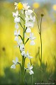 <br><br>Orchis à fleurs lâches de forme blanche
<br>L'Orchis à fleurs lâches se trouve sur la Liste Rouge européenne de l'UICN (2012).
<br>Elle est classé comme espèce menacée de disparition sur la Liste Rouge des orchidées de France métropolitaine (2009) 
<br><br>Cette fleur est protégée de portée communautaire :
<br>- Application de la Convention sur le commerce international des espèces de faune et de flore sauvages menacées d'extinction (CITES) (Convention de Washington) au sein de l'Union européenne : Annexe B 
<br>- Suspension de l'introduction dans l'Union européenne de spécimens de certaines espèces de faune et de flore sauvages : Article premier
<br><br>Cette fleur est protégée de portée départementale :
<br>- Liste des espèces végétales protégées en région Aquitaine : Article 3
<br><br>Cette fleur est protégée de portée régionale : 
<br>- Liste des espèces végétales protégées en région Champagne-Ardenne : Article 1
<br>- Liste des espèces végétales protégées en région Bourgogne : Article 1
<br>- Liste des espèces végétales protégées en région Centre : Article 1
<br>- Liste des espèces végétales protégées en région Provence-Alpes-Côte-d'Azur : Article 1
<br>- Liste des espèces végétales protégées en région Franche-Comté : Article 1
<br>- Liste des espèces végétales protégées en région Rhône-Alpes : Article 1
<br><br> Orchis blanche
Orchis à fleurs lâches
Anacamptis laxiflora
fleur
orchidée
Liste Rouge
protégée
flore sauvage
menacée de disparition
France 