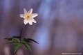 <br><br>Autres noms français de l'Anémone sylvie : Anémone des bois; Pâquette
<br>Nom anglais : wood anemone
<br><br> Anémone
Anémone sylvie
Anémone des bois
Pâquette
wood anemone 