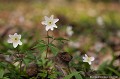 <br><br>Autres noms français de l'Anémone sylvie : Anémone des bois; Pâquette
<br>Nom anglais : wood anemone
<br><br> Anémone
Anémone sylvie
Anémone des bois
Pâquette
wood anemone 