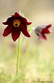<br><br>La Pulsatille rouge est une fleur protégée de portée régionale : 
<br><br>- Espèces végétales en région Pays-de-la-Loire : Article 1
<br>- Espèces végétales en région Poitou-Charentes : Article 1 
<br>- Espèces végétales en région Rhône-Alpes : Article 1 
<br>- Espèces végétales en région Midi-Pyrénées: Article 1
<br><br>
 Pulsatille rouge
Pulsatilla rubra
Fleur
protégée
fleur protégée
végétale 
