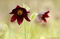 <br><br>La Pulsatille rouge est une fleur protégée de portée régionale : 
<br><br>- Espèces végétales en région Pays-de-la-Loire : Article 1
<br>- Espèces végétales en région Poitou-Charentes : Article 1 
<br>- Espèces végétales en région Rhône-Alpes : Article 1 
<br>- Espèces végétales en région Midi-Pyrénées: Article 1
<br><br>
 Pulsatille rouge
Pulsatilla rubra
Fleur
protégée
fleur protégée
végétale 