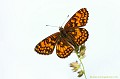 <br><br>Autre nom français : Damier Athalie
<br>Nom anglais de la Mélitée du Mélampyre : Heath Fritillary
<br><br>Ce petit papillon se trouve sur la Liste Rouge européenne de l'UICN (2012) et sur la Liste Rouge des rhopalocères de France métropolitaine (2012) 
<br><br>La Mélitée du Mélampyre est protégée de portée régionale :
<br>- Liste des insectes protégés en région Île-de-France : Article 1
<br><br>Photo réalisée en France, dans l'Allier (Auvergne)<br><br> Mélitée du Mélampyre
Melitaea athalia
Heath Fritillary
petit papillon
Liste rouge
rhopalocères
Insecte
Auvergne
France 