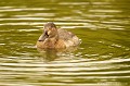<br><br>Jeune femelle Fuligule milouin
<br>Autre nom français de ce canard plongeur : Milouin d'Europe
<br>Nom anglais : Common Pochard
<br><br>Cet oiseau se trouve sur la Liste rouge mondiale de l'UICN (Novembre 2012) 
<br><br>Le Fuligule milouin est protégé :
<br>De portée nationale :
<br>- Liste des espèces de gibier dont la chasse est autorisée : Premier
<br>- Protection et commercialisation de certaines espèces d'oiseaux sur le territoire français national : Article 3
<br><br>De portée communautaire :
<br>- Directive 79/409/CEE (Directive européenne dite Directive Oiseaux) : Annexe II/1
<br>- Directive 79/409/CEE (Directive européenne dite Directive Oiseaux) : Annexe III/2
<br><br>De portée internationale :
<br>- Convention relative à la conservation de la vie sauvage et du milieu naturel de l'Europe (Convention de Berne) : Annexe III
<br>- Convention sur la conservation des espèces migratrices appartenant à la faune sauvage (CMS - Convention de Bonn) : Annexe II
<br><br>


 Fuligule milouin
Aythya ferina
Common Pochard
canard
femelle
plongeur
oiseau
Liste rouge
protégé
espèce migratrice 