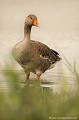 <br><br>Autre nom français de l'Oie cendrée : Oie sauvage
<br>Nom anglais : Greylag Goose
<br><br>Cet oiseau est classé comme espèce menacée de disparition (En danger) sur la Liste Rouge des oiseaux nicheurs de France métropolitaine et il se trouve sur la Liste rouge mondiale de l'UICN
<br><br>L'Oie cendrée est protégée :
<br>De portée nationale :
<br>- Liste des espèces de gibier dont la chasse est autorisée : Premier
<br>- Protection et commercialisation de certaines espèces d'oiseaux sur le territoire français national : Article 3
<br><br>De portée communautaire :
<br>- Directive 79/409/CEE (Directive européenne dite Directive Oiseaux) : Annexe II/1
<br>- Directive 79/409/CEE (Directive européenne dite Directive Oiseaux) : Annexe III/2
<br><br>De portée internationale :
<br>- Convention relative à la conservation de la vie sauvage et du milieu naturel de l'Europe (Convention de Berne) : Annexe III
<br>- Convention sur la conservation des espèces migratrices appartenant à la faune sauvage (CMS - Convention de Bonn) : Annexe II
<br><br>

 Oie cendrée
Anser anser
Greylag Goose
Oie sauvage
oiseau 
menacé de disparition
En danger
protégée
Liste rouge
espèce migratrice 