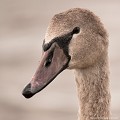 <br><br>Juvénile
<br>Autre nom français du Cygne tuberculé : Cygne muet
<br>Nom anglais : Mute Swan
<br><br>Depuis 2008, le Cygne tuberculé est inscrit (<font color= "#778899">NA</font color= "#778899">) sur la<a target="_blank" href="http://inpn.mnhn.fr/espece/listerouge/FR/Oiseaux_nicheurs_metropole"><font color="red"> Liste rouge</font> des oiseaux nicheurs de France métropolitaine</a target="_blank" href="http://inpn.mnhn.fr/espece/listerouge/FR/Oiseaux_nicheurs_metropole"> et (<font color="#33FF33">LC</font color="#33FF33">) sur la<a target="_blank" href="http://inpn.mnhn.fr/espece/listerouge/W"> <font color="red">Liste rouge</font> mondiale de l'UICN </a target="_blank" href="http://inpn.mnhn.fr/espece/listerouge/W">(Union Internationale pour la Conservation de la Nature) revue en 2011.
<br><br>Le Cygne tuberculé est protégé de portée :
<br><li><b>Communautaire</b> :<a target="_blank" href="http://eur-lex.europa.eu/LexUriServ/LexUriServ.do?uri=OJ:L:1979:103:0001:005:FR:HTML"><u> Directive Oiseaux : Annexe II/2</u></a target="_blank" href="http://eur-lex.europa.eu/LexUriServ/LexUriServ.do?uri=OJ:L:1979:103:0001:005:FR:HTML">
<br><li><b>Internationale</b> :<a target="_blank" href="http://conventions.coe.int/Treaty/fr/Treaties/Html/104.htm"> <u>Convention de Berne : Annexe III</u></a target="_blank" href="http://conventions.coe.int/Treaty/fr/Treaties/Html/104.htm">, <u> <a target="_blank" href="http://www.cms.int/documents/convtxt/cms_convtxt_french.pdf">Convention de Bonn : Annexe II </u></a target="_blank" href="http://www.cms.int/documents/convtxt/cms_convtxt_french.pdf"> et<a target="_blank" href="http://www.unep-aewa.org/documents/index.htm"> <u>Accord AEWA [1999]</u></a target="_blank" href="http://www.unep-aewa.org/documents/index.htm">
<br><li><b>Internationale</b> : <a target="_blank" href="http://legifrance.gouv.fr/affichTexte.do?cidTexte=JORFTEXT000021384277"><u>Oiseaux protégés - Article 3</u></a target="_blank" href="http://legifrance.gouv.fr/affichTexte.do?cidTexte=JORFTEXT000021384277">
<br><br>  